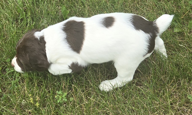 Guy-Lizzy liver male Brittany pup May 2025