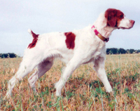 Little Jax, Brittany in the field