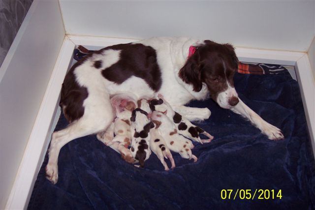Darcy with Brittany puppies