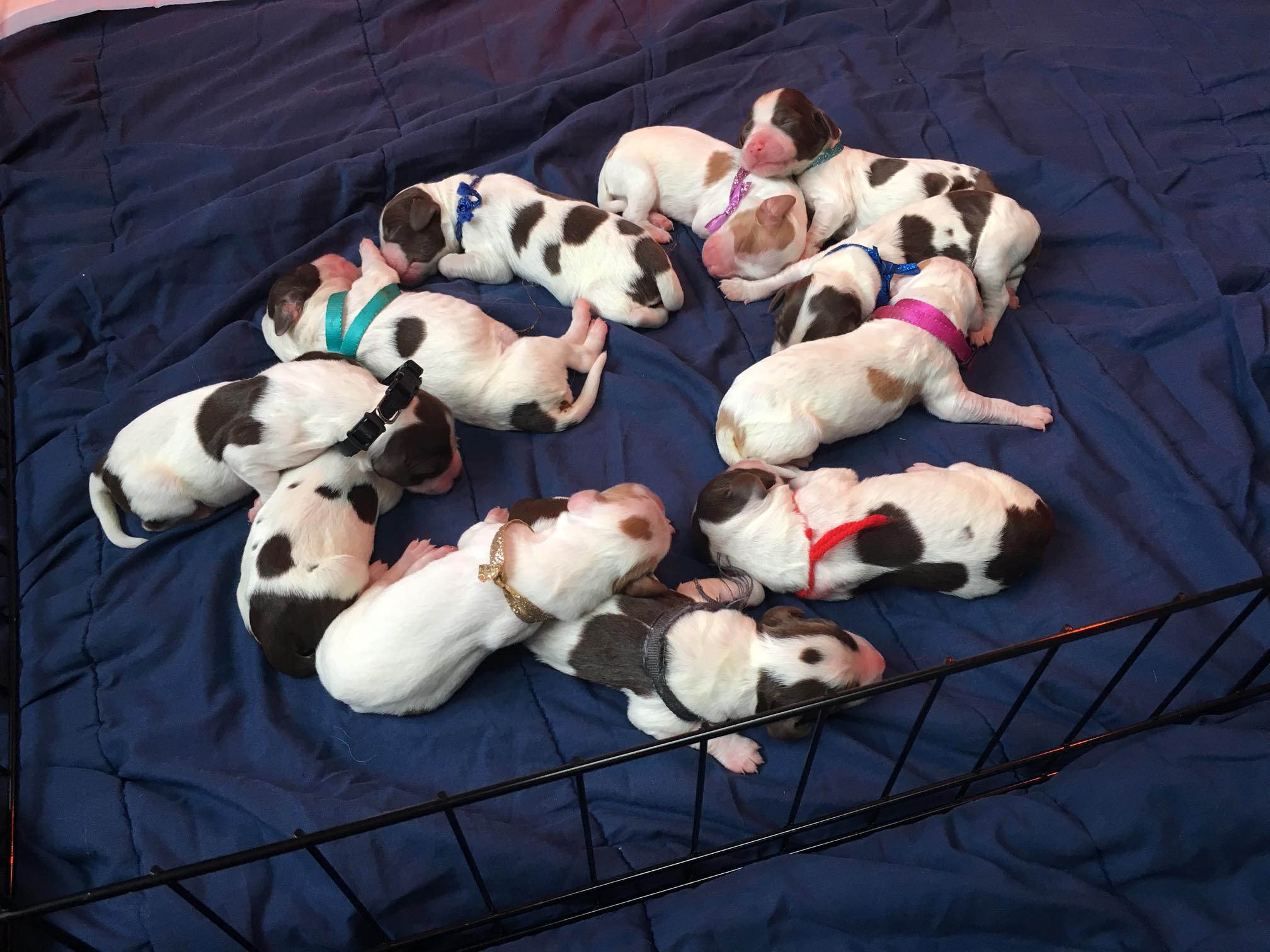 Guy's Brittany pups June 2019