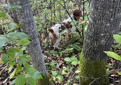 Jimbo in the field