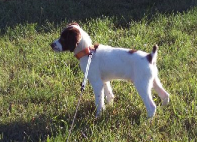 Lil Guy 8 weeks old