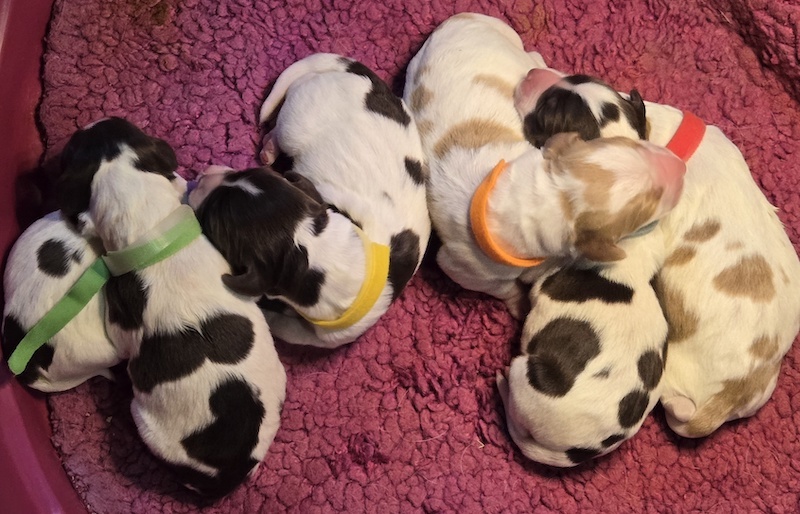 Guy-Lizzy Brittany pups May 2025