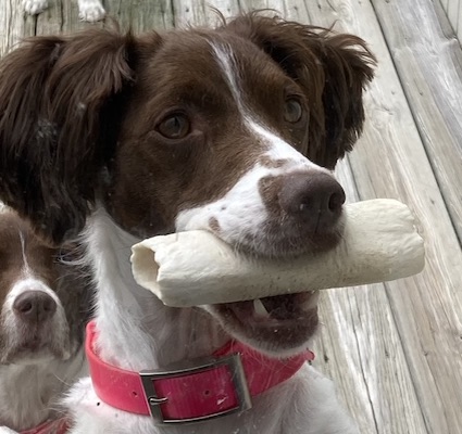 Mazy with her bone
