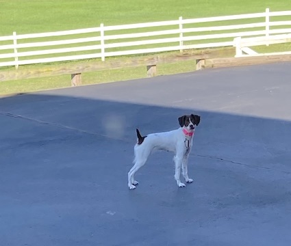 Mazy high tailset