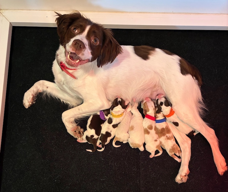 Meadow's Brittany pups June 2026